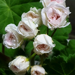 타 아나스타샤 ㅡ 제라늄