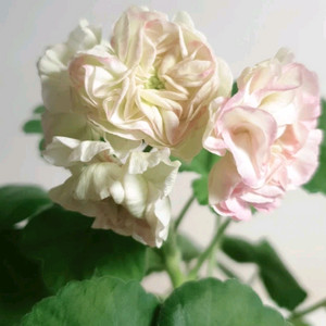 파라다이스애플 제라늄