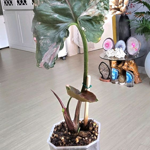 싱고니움 핑크쥬얼리