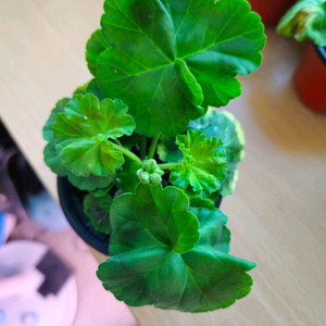 m.라니아프린세스 제라늄