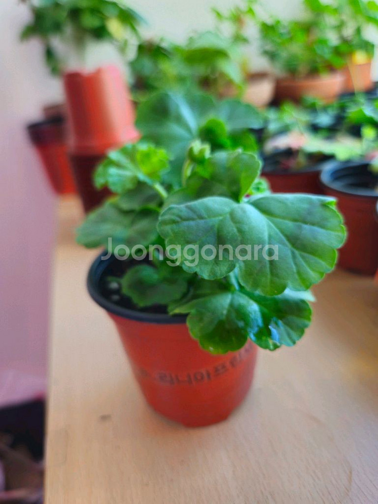 m.라니아프린세스 제라늄--2