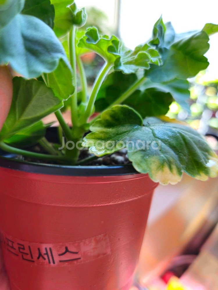 m.라니아프린세스 제라늄--3