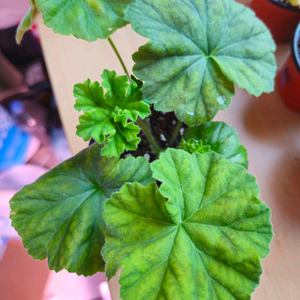 메를레종2 제라늄