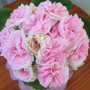 제라늄 3종 다나야,셀레나에르샤,U그루쉔카, 러시아제라늄