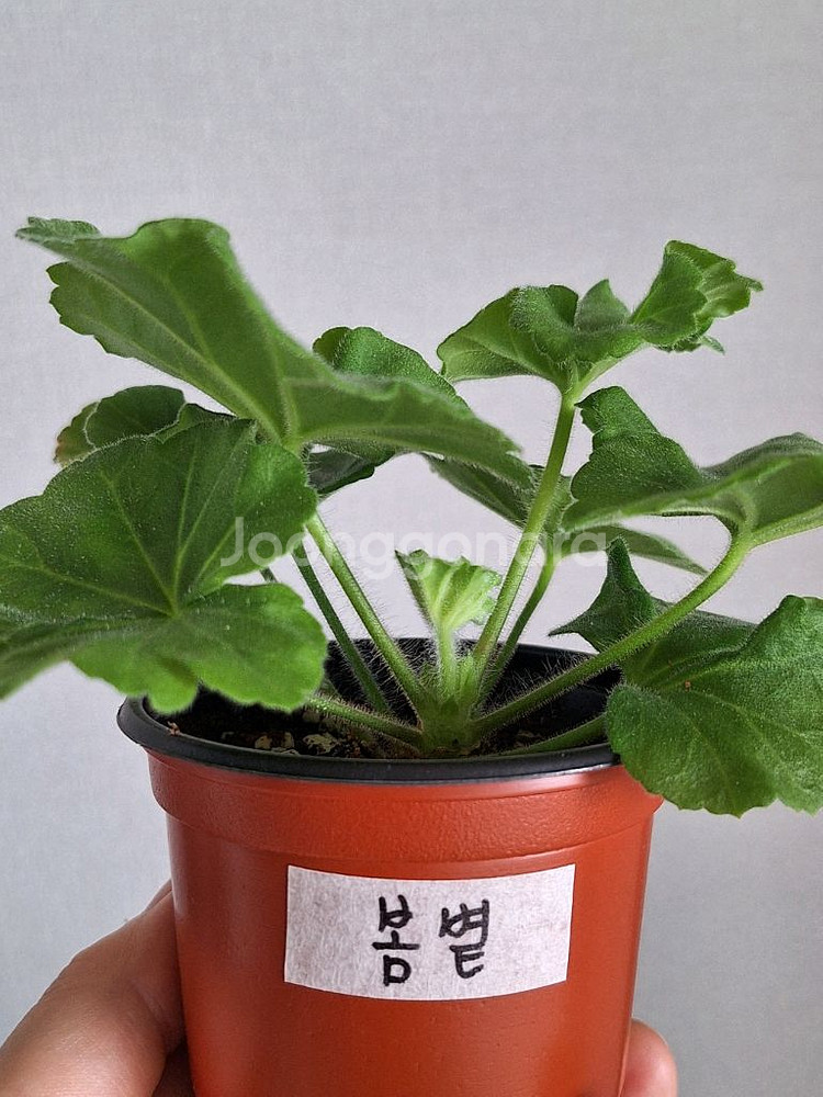 제라늄.6종 일괄--2