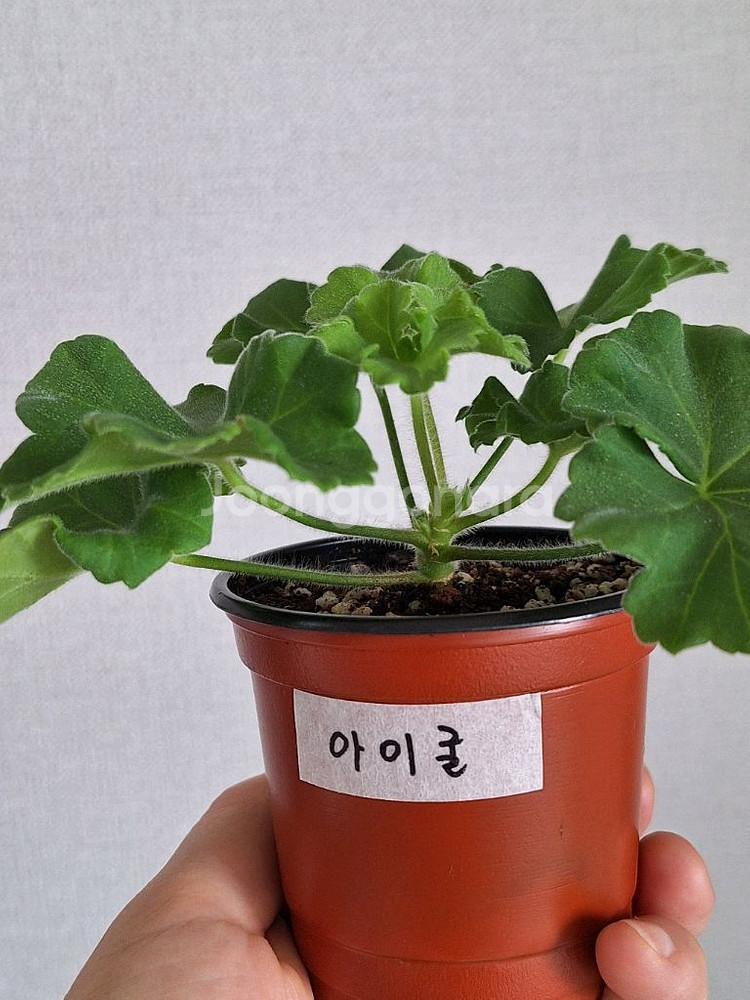 제라늄.6종 일괄--6