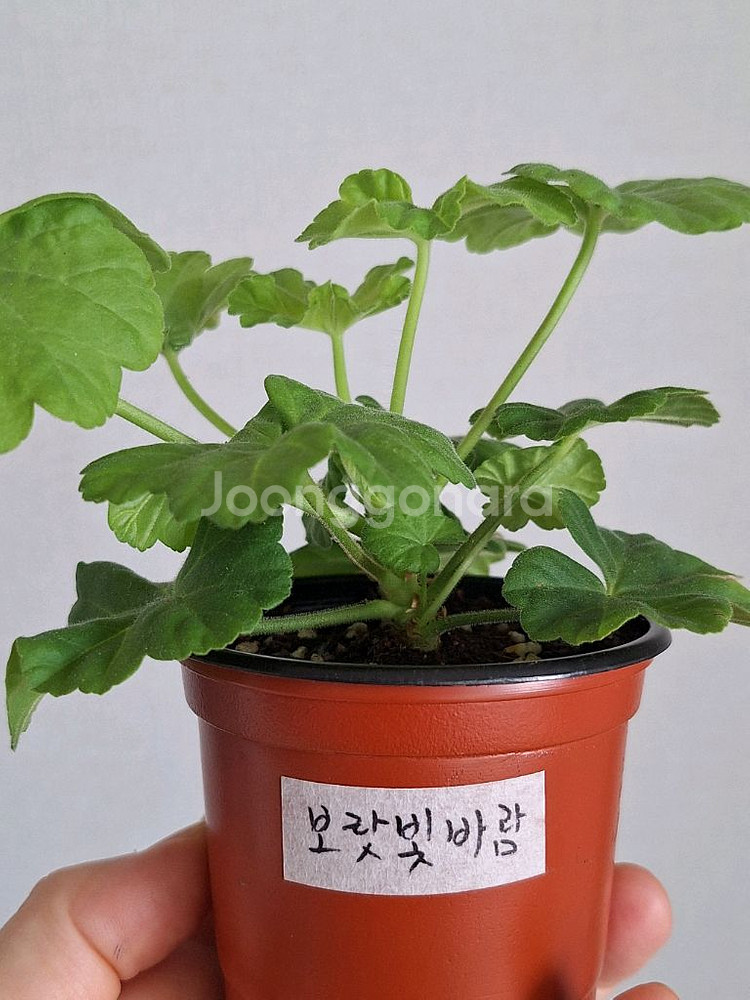 제라늄.6종 일괄--4