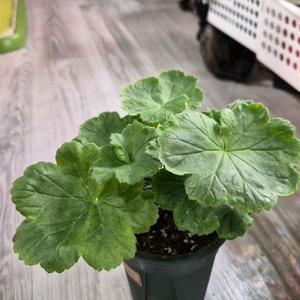 제라늄. 셀레나에르사