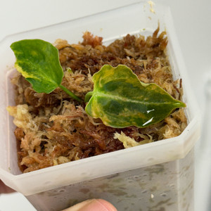 안스리움 레드크리스탈리넘 하이브리드 바리에가타