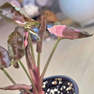 싱고니움 핑크쥬얼리