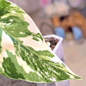 에피프레넘 피나텀 바리에가타