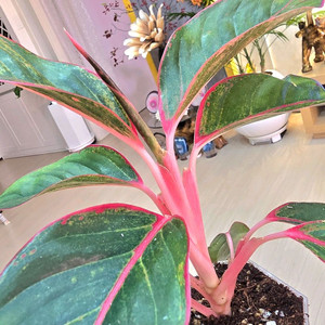 아글레오네마 오로라