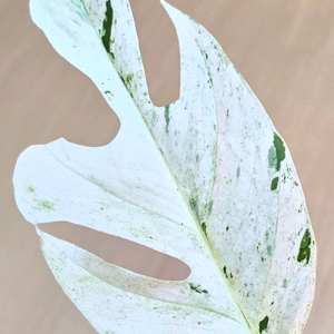 에피프레넘 마블피나텀 바리에가타