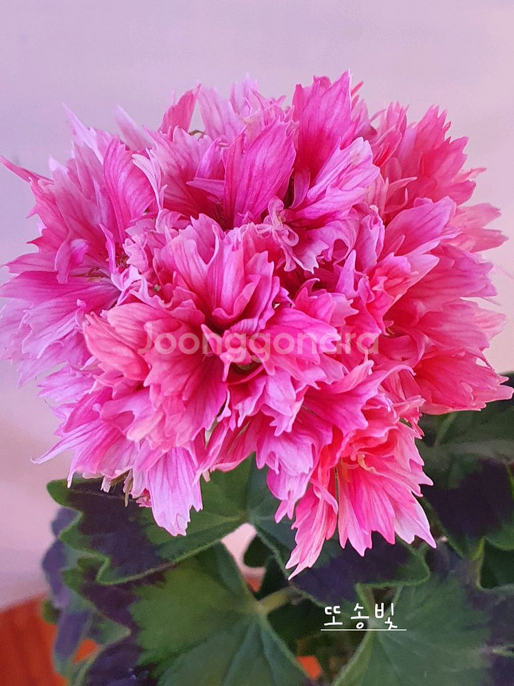 제라늄 4종 또송빛,빛나빛,리조이스블러섬,볼드엔--0