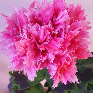 제라늄 4종 또송빛,빛나빛,리조이스블러섬,볼드엔