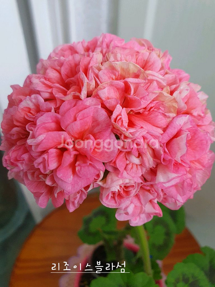 제라늄 4종 또송빛,빛나빛,리조이스블러섬,볼드엔--1