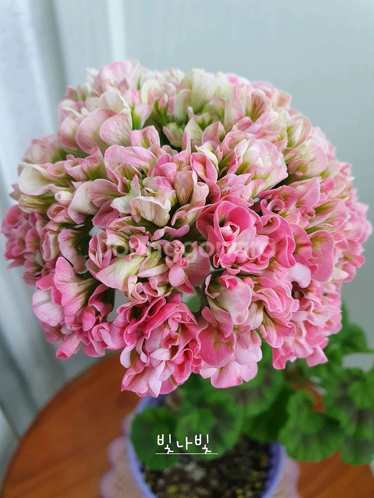 제라늄 4종 또송빛,빛나빛,리조이스블러섬,볼드엔--2