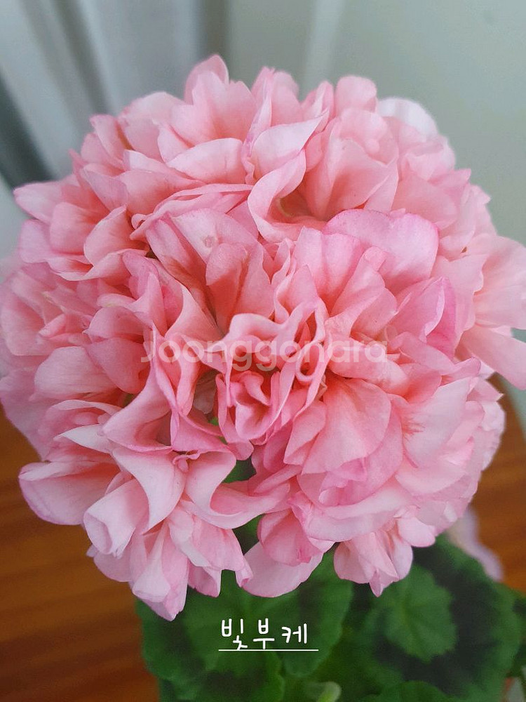 제라늄 4종 종이밥뽀롱마미님변종,셀레스트줄리아 러시아,빛부케, 더그린초이스 꽃대있음--1