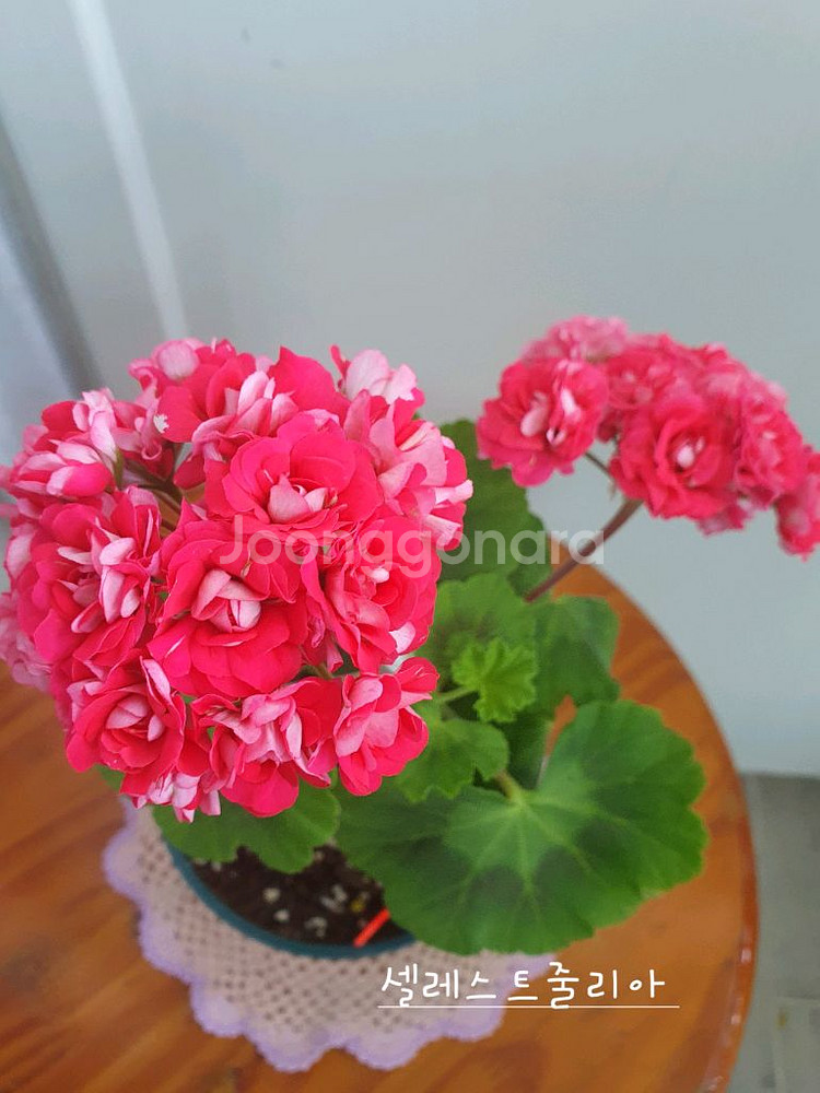 제라늄 4종 종이밥뽀롱마미님변종,셀레스트줄리아 러시아,빛부케, 더그린초이스 꽃대있음--0