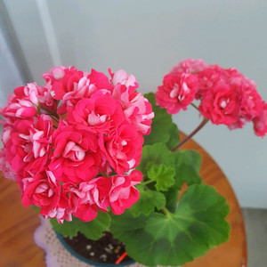 제라늄 4종 종이밥뽀롱마미님변종,셀레스트줄리아 러시아,빛부케, 더그린초이스 꽃대있음