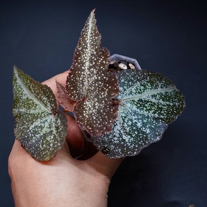 베고니아 바리아빌리스 레드