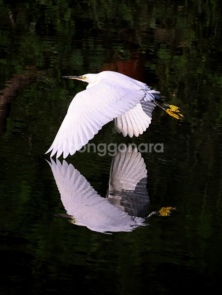 Canon RF 70-200mm F2.8 IS USM L Lens--8