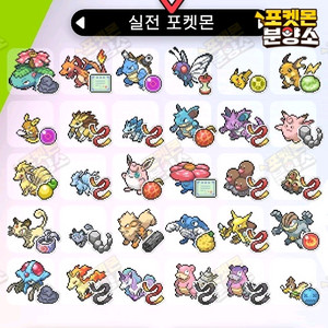 실전 샘플 포켓몬 분양 / 소드 실드 / 닌텐도 스위치