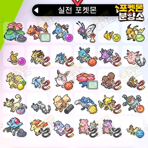 실전 샘플 포켓몬 분양 / 소드 실드 / 닌텐도 스위치