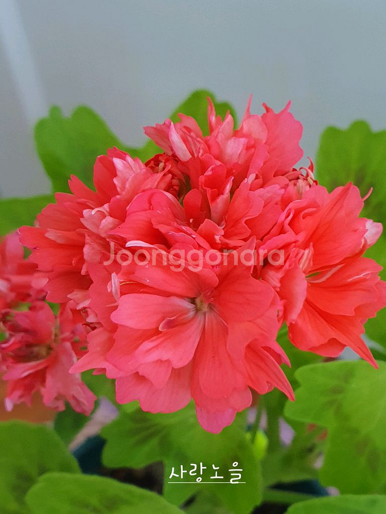 스텔라제라늄 3종 뽀롱마미님 변종 종이밥,사랑노을,러시무어랩소디--1