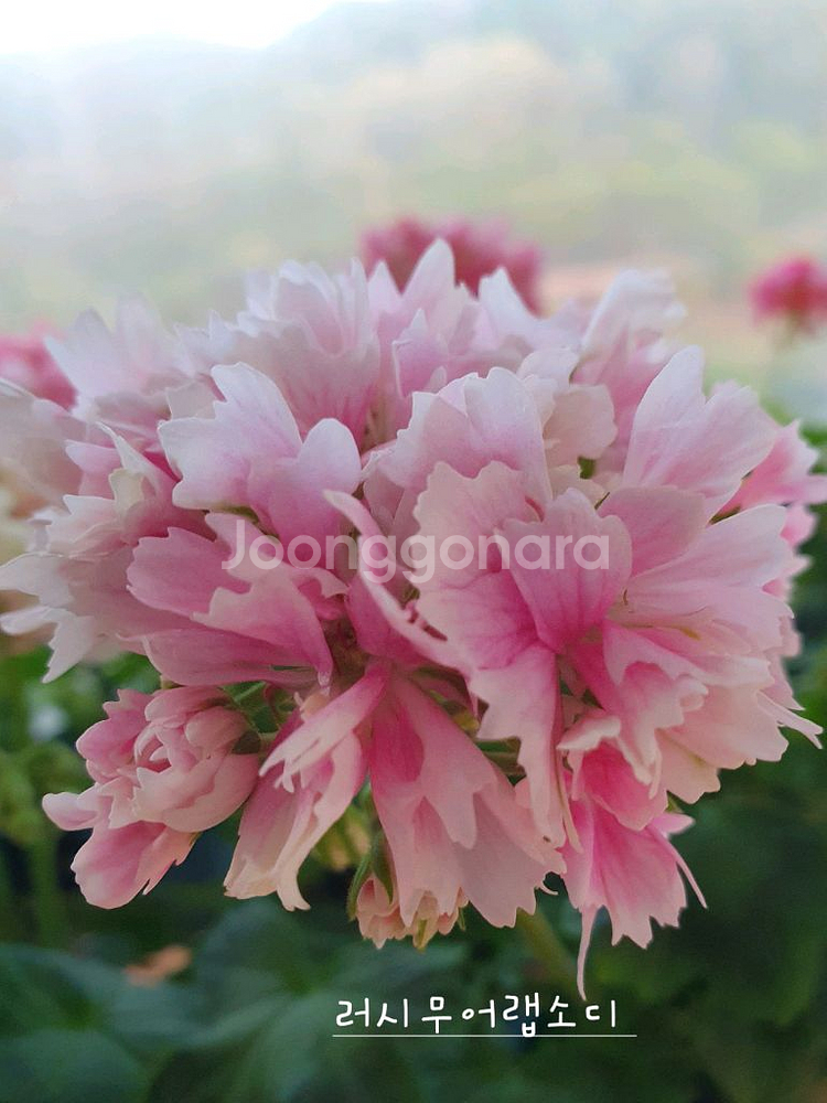 스텔라제라늄 3종 뽀롱마미님 변종 종이밥,사랑노을,러시무어랩소디--2