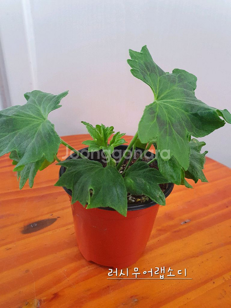 스텔라제라늄 3종 뽀롱마미님 변종 종이밥,사랑노을,러시무어랩소디--6