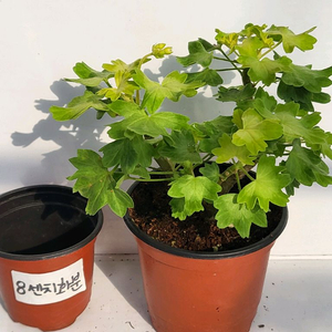 제라늄 봄날쥬피터 중품