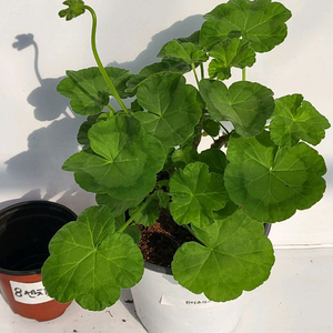 제라늄 윈터초이스 12호 대품