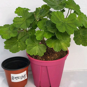 러시아제라늄 모나베르사유 12호 대품