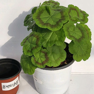 제라늄 이샤희 12호 중대품