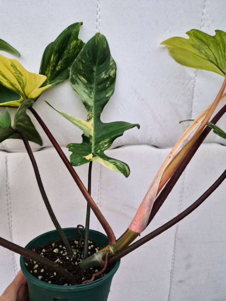 플로리다뷰티 바리에가타2 이미지