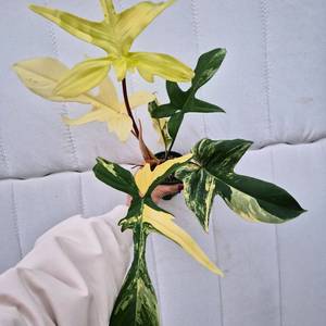 플로리다뷰티 바리에가타2 이미지