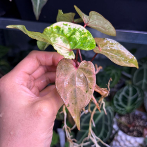 안스리움 에오스x파필퍼플 바리에가타(핑크) PA개체