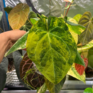 안스리움 포게티 하이브리드 바리에가타