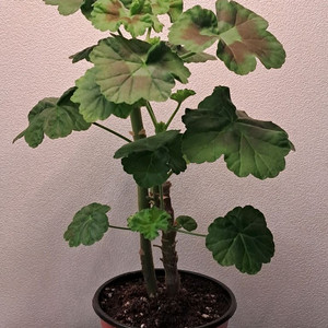 미스라이트제라늄