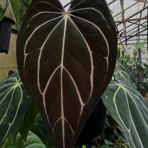 안스리움 칼라블랙키 AU2 x 미쉘 (ilovearoids) 오프셋