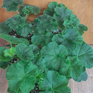 러시아 제라늄 5종 분양합니다