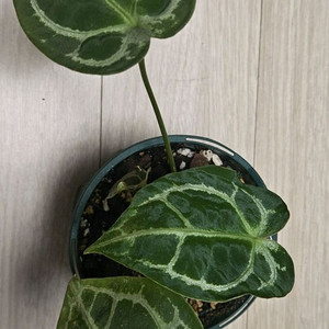 안스리움 크리스탈리넘 x 포게티 판매합니다