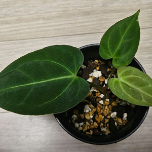 안스리움 파필 정글러 하이브리드x크리스탈리넘 실버 판매합니다 :)