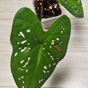 칼라디움 빌리어네어(억만장자) 판매합니다 :)