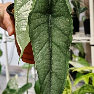알로카시아 드래곤브레스 판매합니다 :)