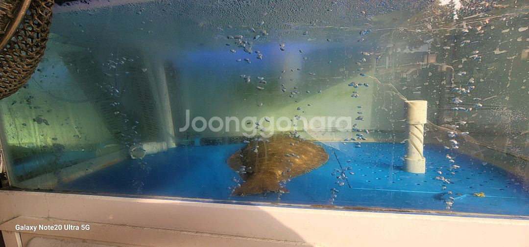 업소용 수족관--0