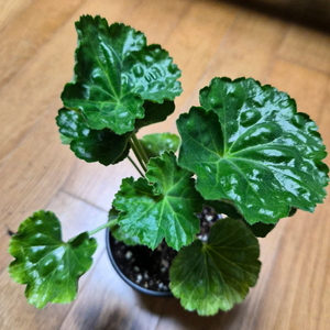 핑크판도라 제라늄