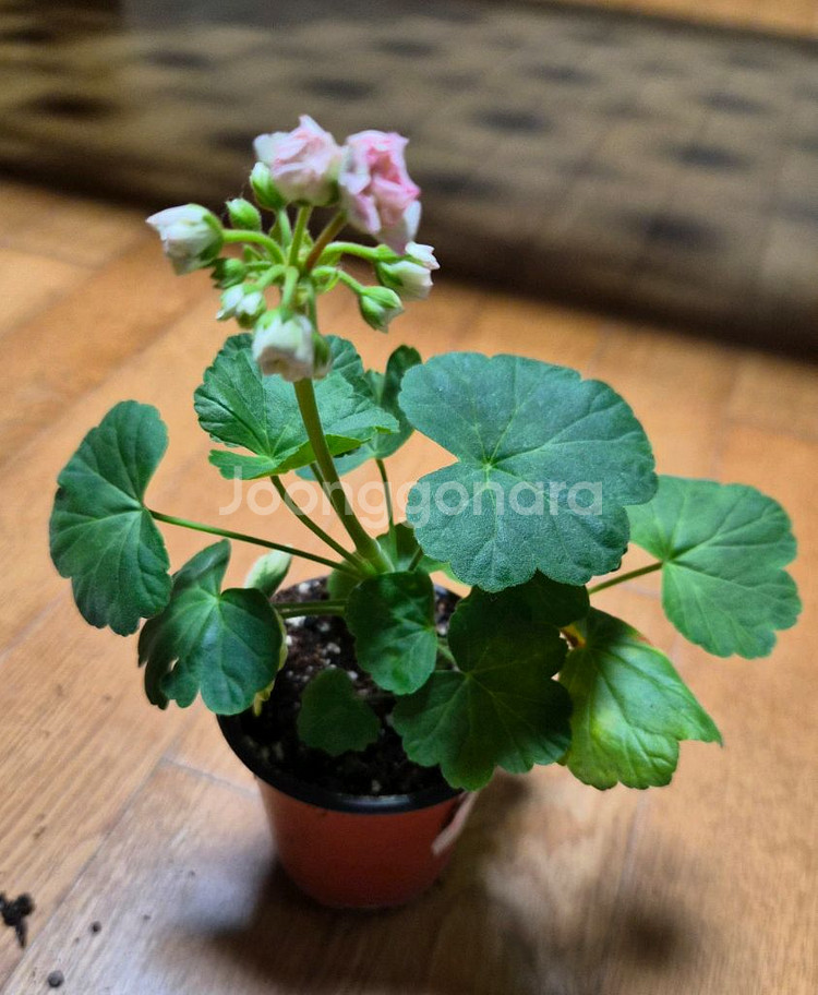 비비피에트 제라늄--0