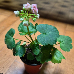 비비피에트 제라늄